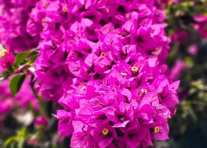 بيت للعطل Mala Kuca