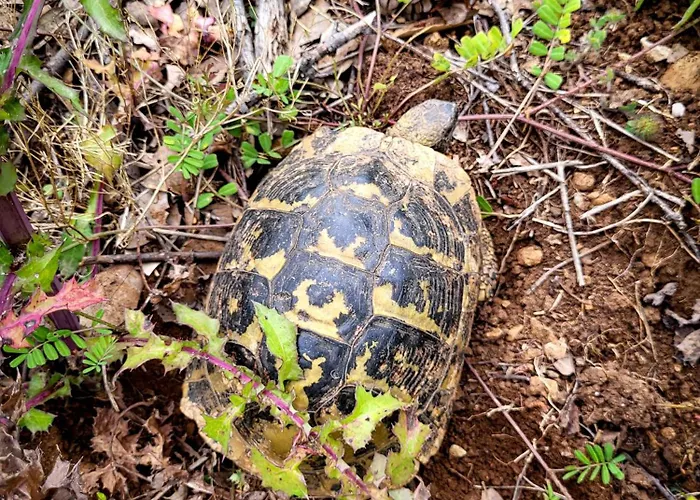 بيت للعطل Mala Kuca *