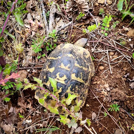 Prázdninový dům Mala Kuca *